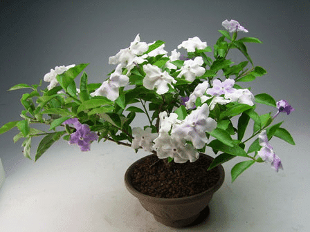 گیاه برونفلزیا