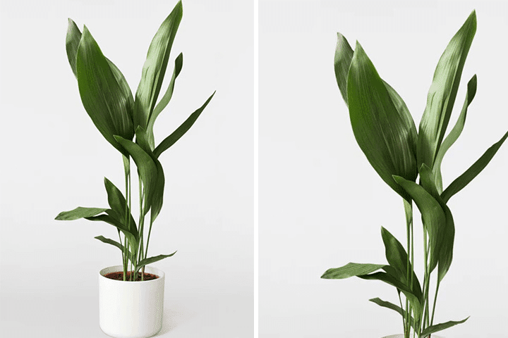 گیاه برگ عبایی